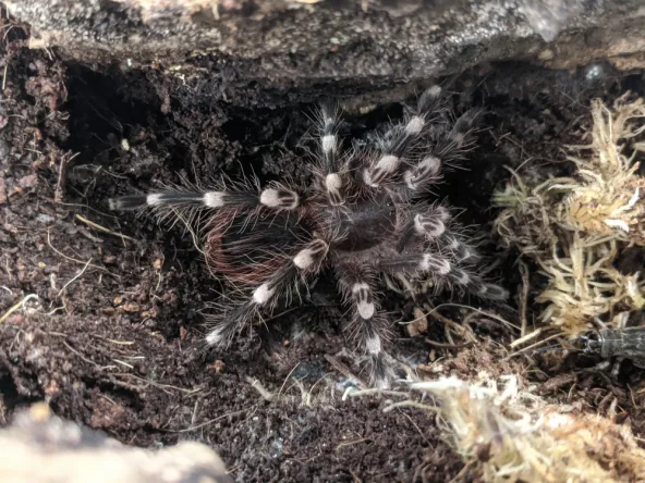 19615 giant white knee tarantula overview