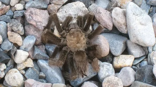 19616 tarantula enclosure