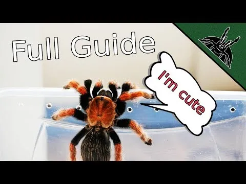 19616 tarantula veterinary care