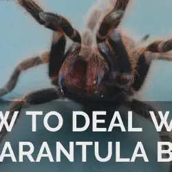 /img/19617-tarantula-species-selection.webp