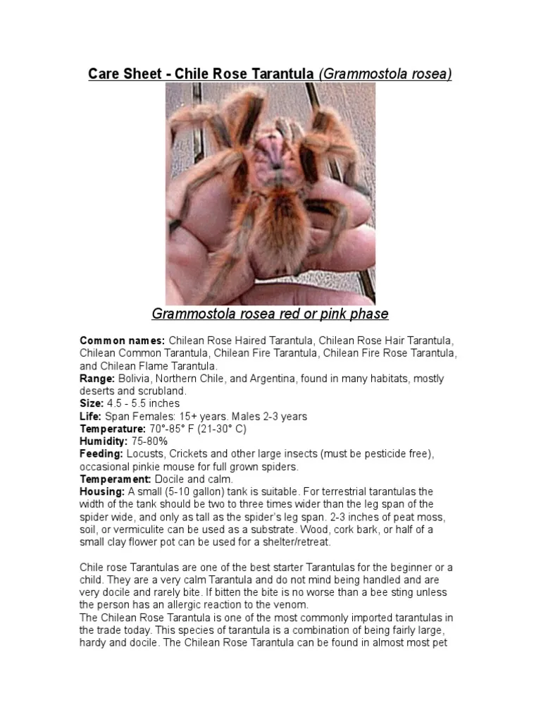 /img/19618-balfouri-tarantula-conclusion.webp
