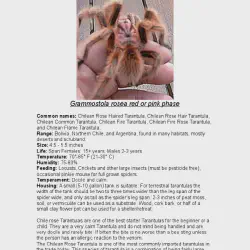 /img/19618-balfouri-tarantula-conclusion.webp