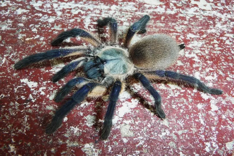 19618 balfouri tarantula feeding