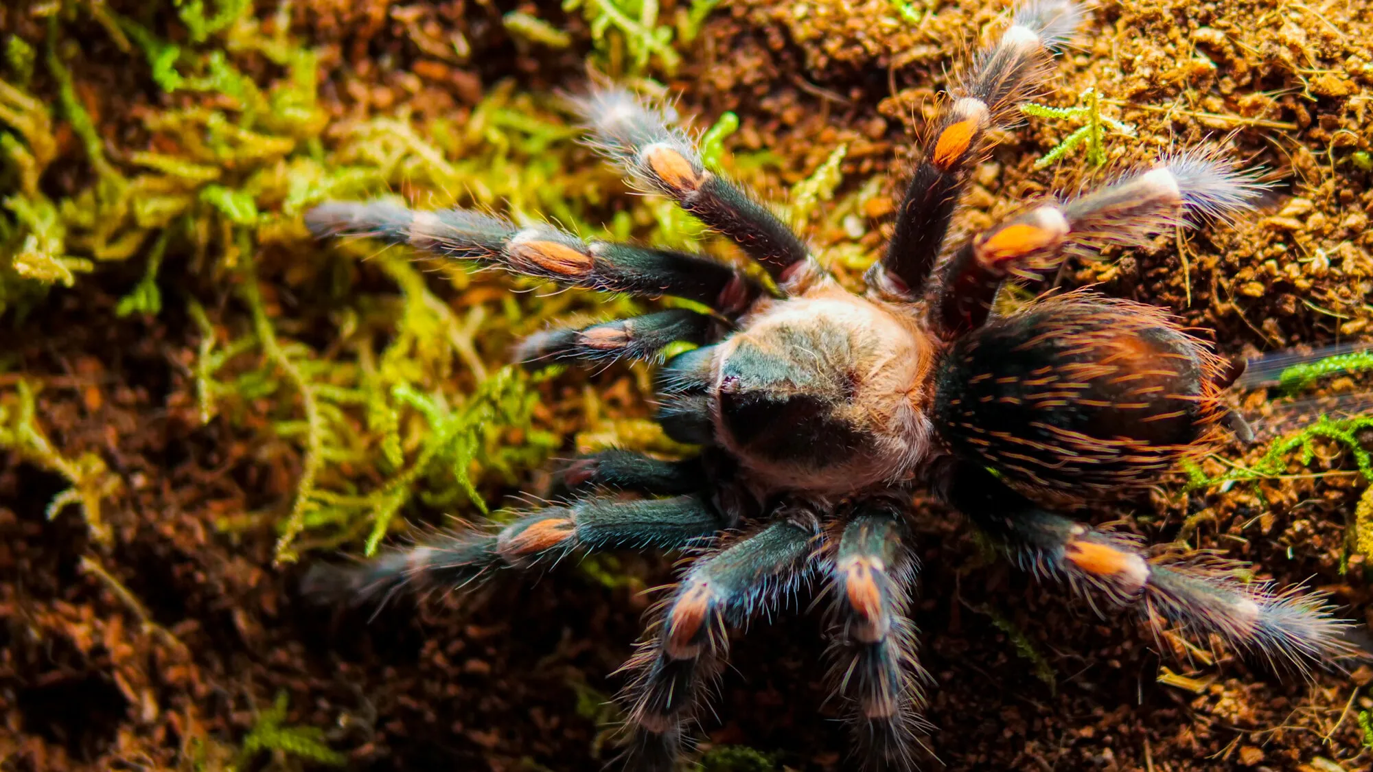 19618 balfouri tarantula handling
