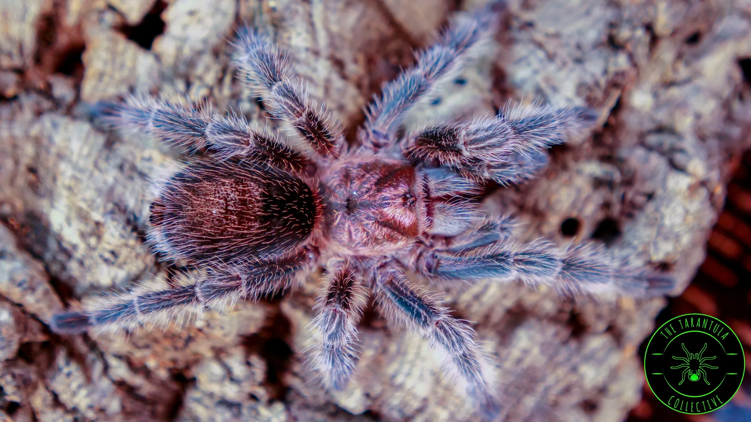 19618 balfouri tarantula health