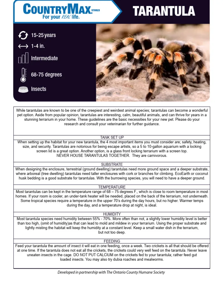 19618 balfouri tarantula introduction