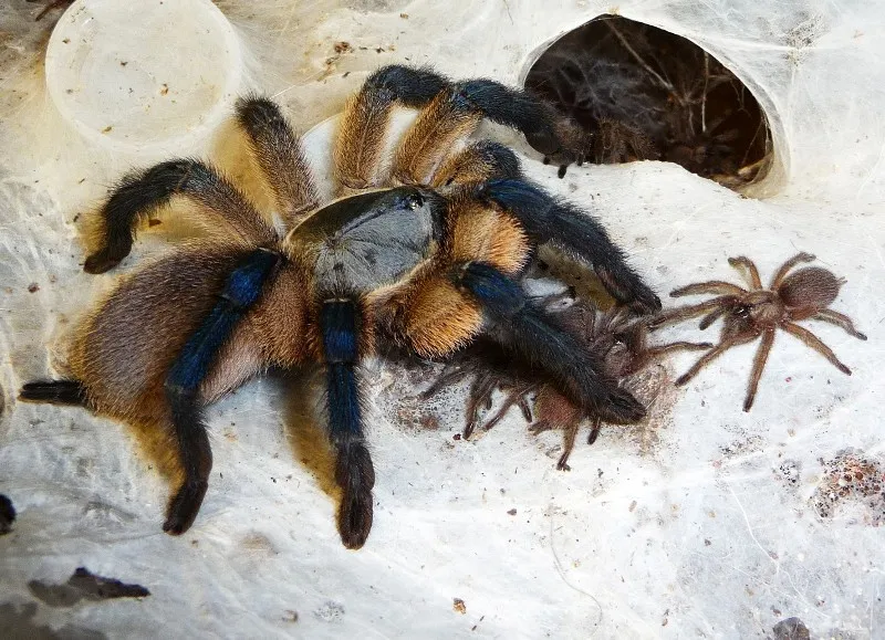 19618 balfouri tarantula substrate