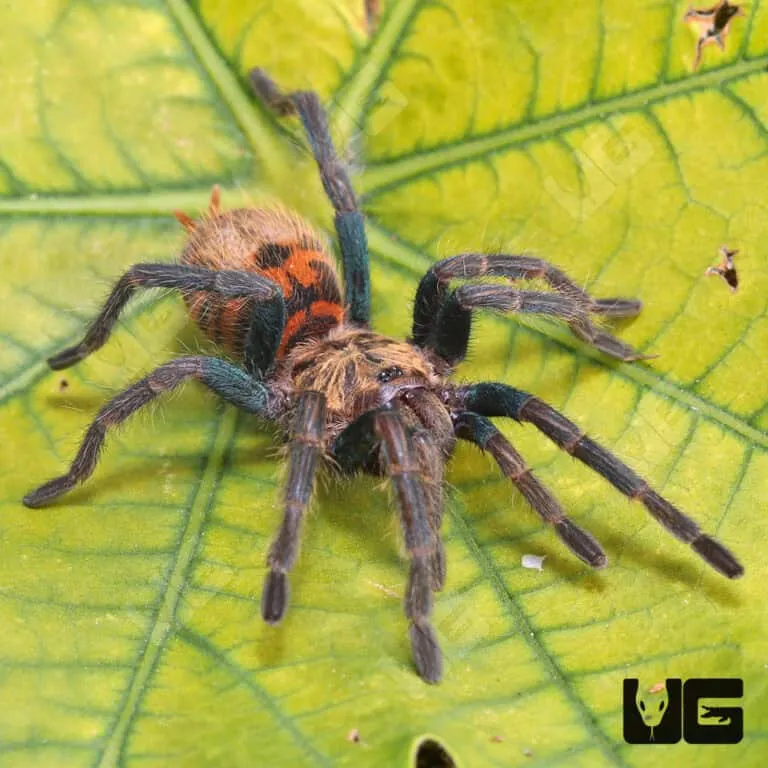 /img/19619-gbb-tarantula-close-up.webp