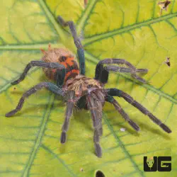 /img/19619-gbb-tarantula-close-up.webp