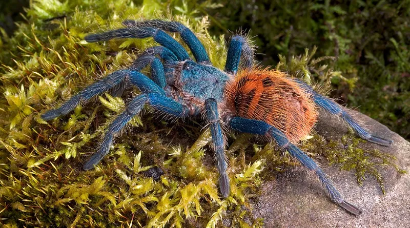 19619 gbb tarantula feeding