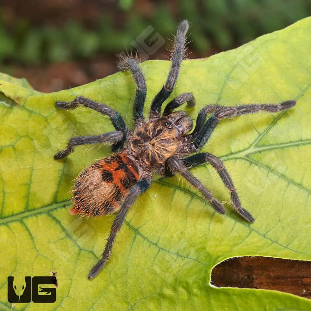 19619 gbb tarantula molting