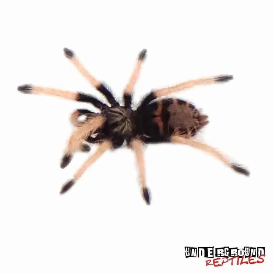 19619 gbb tarantula water dish
