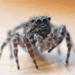 19620 everglades tarantula colors