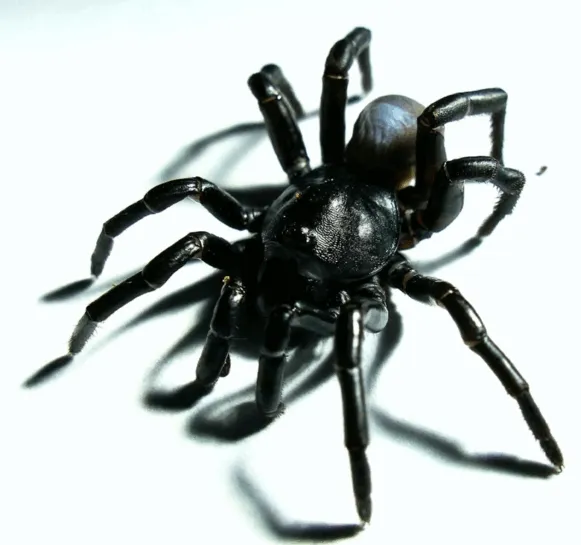 19620 everglades tarantula feeding