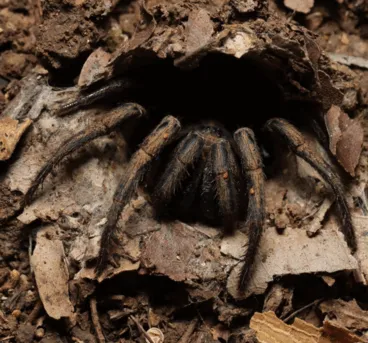 /img/19620-everglades-tarantula-life-cycle.webp