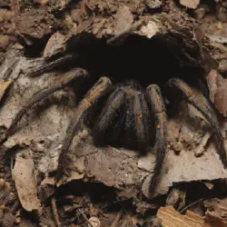/img/19620-everglades-tarantula-life-cycle.webp
