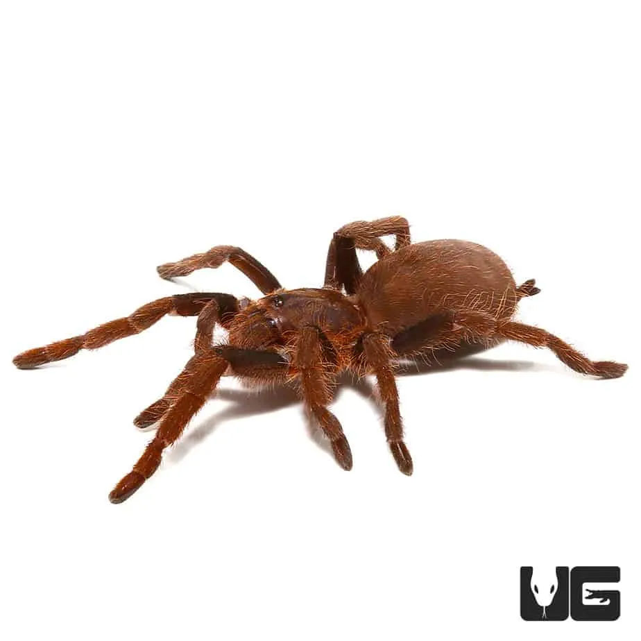 /img/19621-nigeria-ecosystem.webp