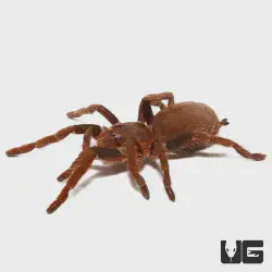 /img/19621-nigeria-ecosystem.webp