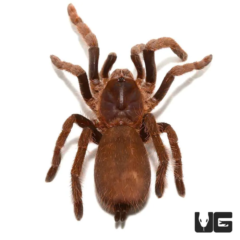 19621 tarantula eating
