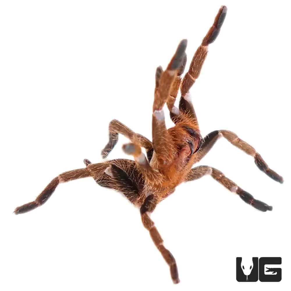 19621 tarantula venom