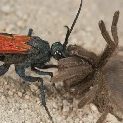 /img/19622-predator-animal-5.webp