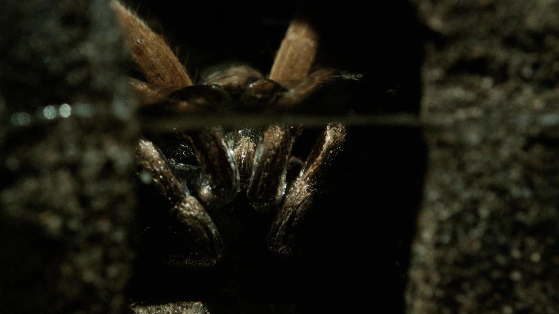 19623 diving tarantula close up