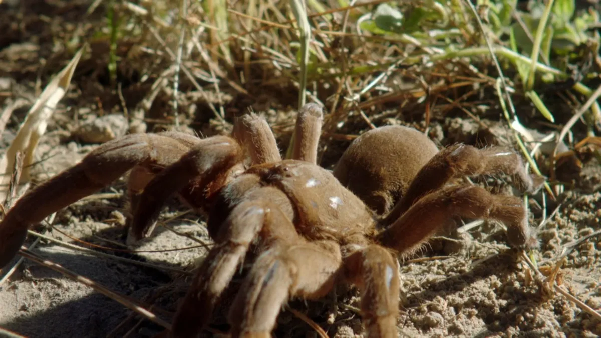 /img/19623-diving-tarantula-conservation.webp