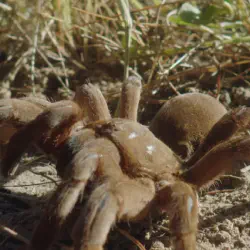 /img/19623-diving-tarantula-conservation.webp