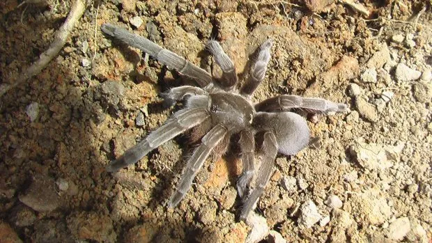 19623 diving tarantula field guide