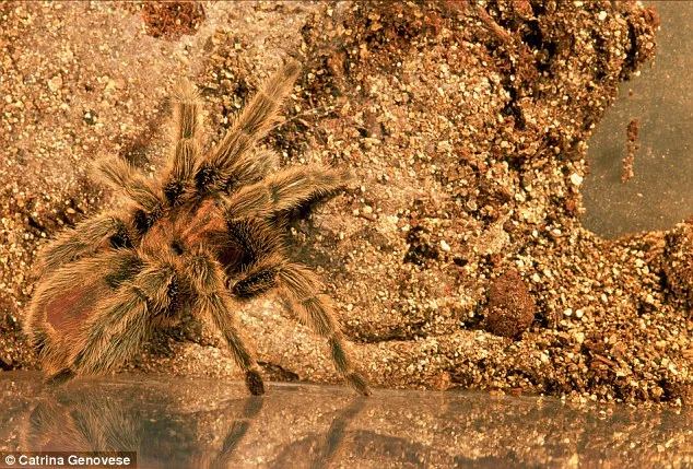 19623 diving tarantula hunting