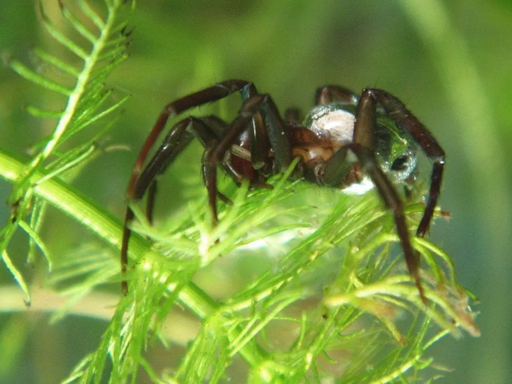 19623 diving tarantula terrestrial