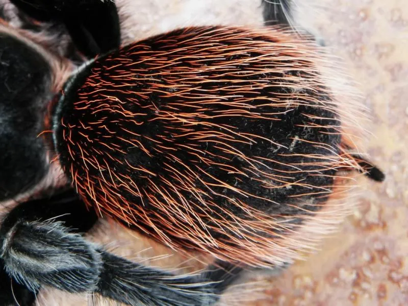 /img/19624-tarantula-habitat.webp
