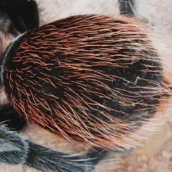 /img/19624-tarantula-habitat.webp