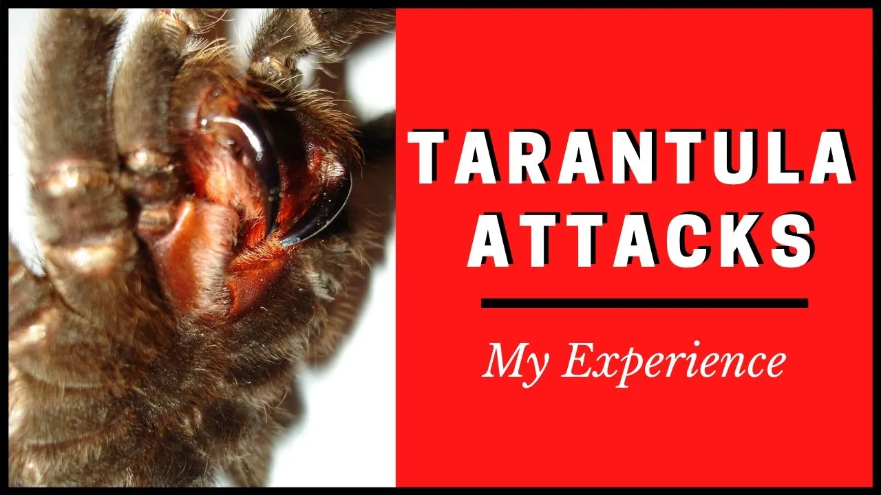 19624 tarantula molting