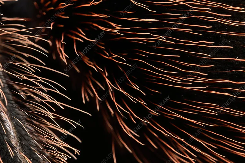 19624 urticating hairs magnified