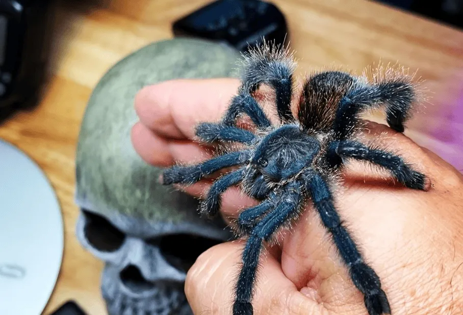 19626 pink toe tarantula behavior