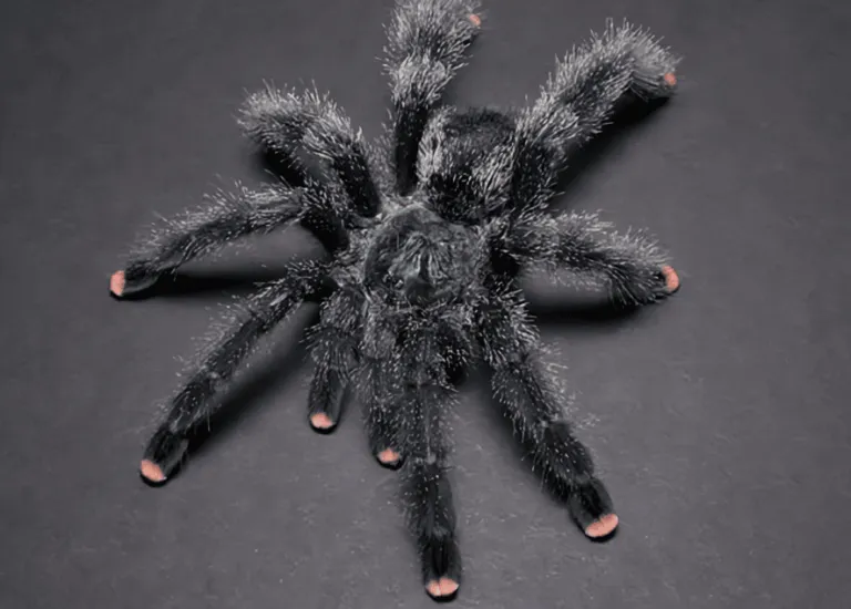 19626 pink toe tarantula bite prevention