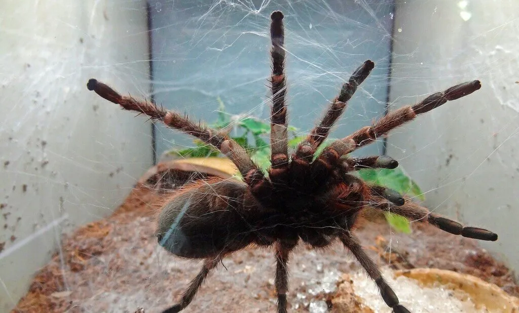 19626 pink toe tarantula bite