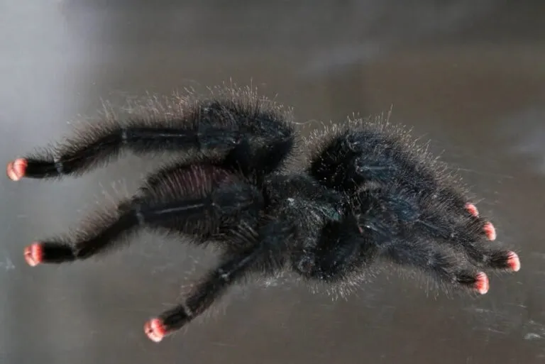 /img/19626-pink-toe-tarantula-handling.webp