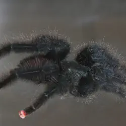 /img/19626-pink-toe-tarantula-handling.webp