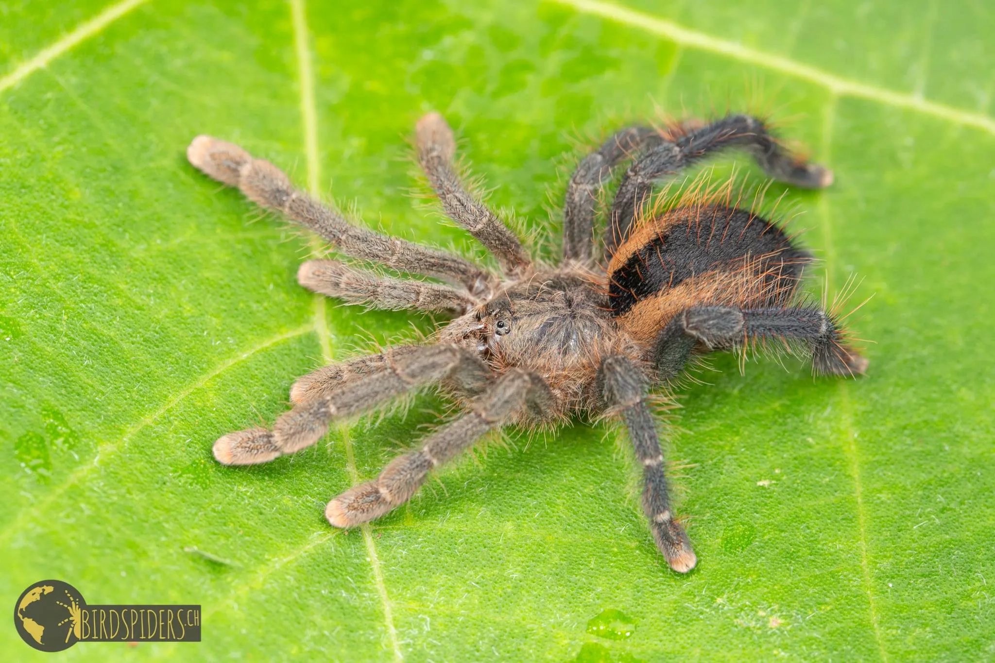 19626 pink toe tarantula overview