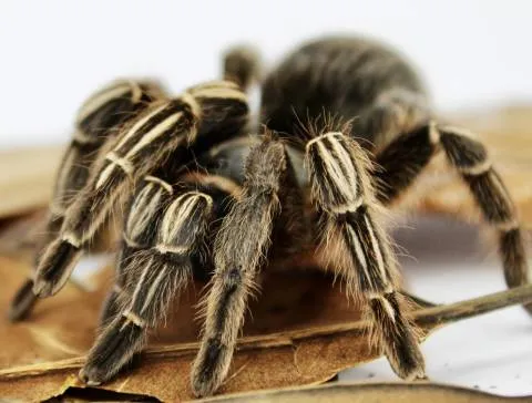 19627 striped knee tarantula enclosure