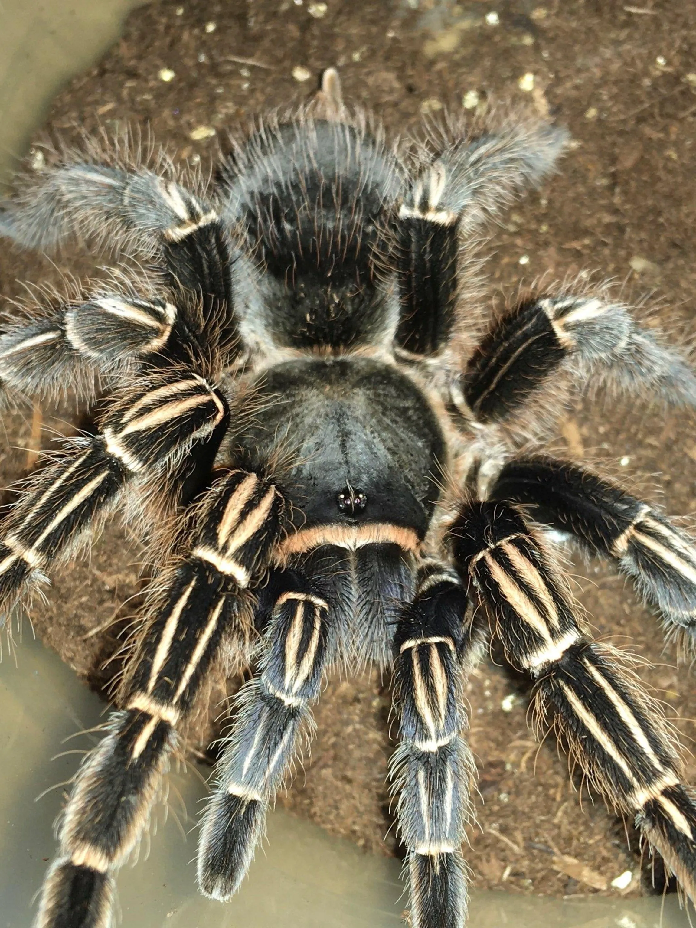 19627 striped knee tarantula feeding