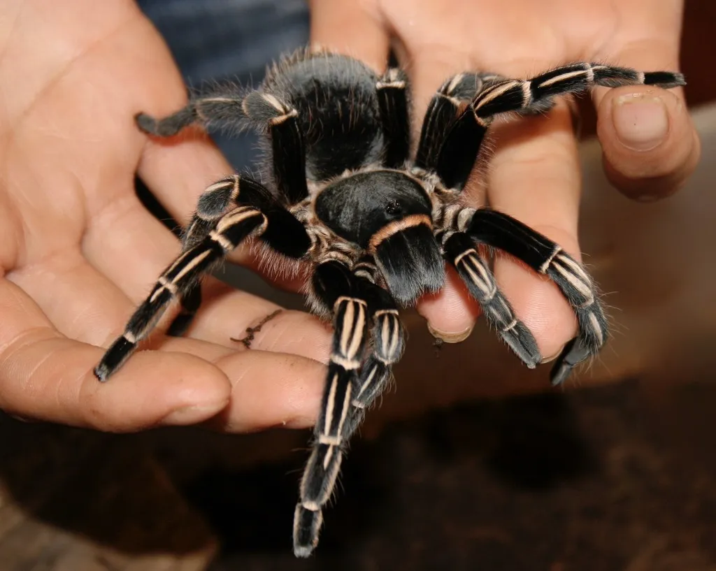 19627 striped knee tarantula habitat