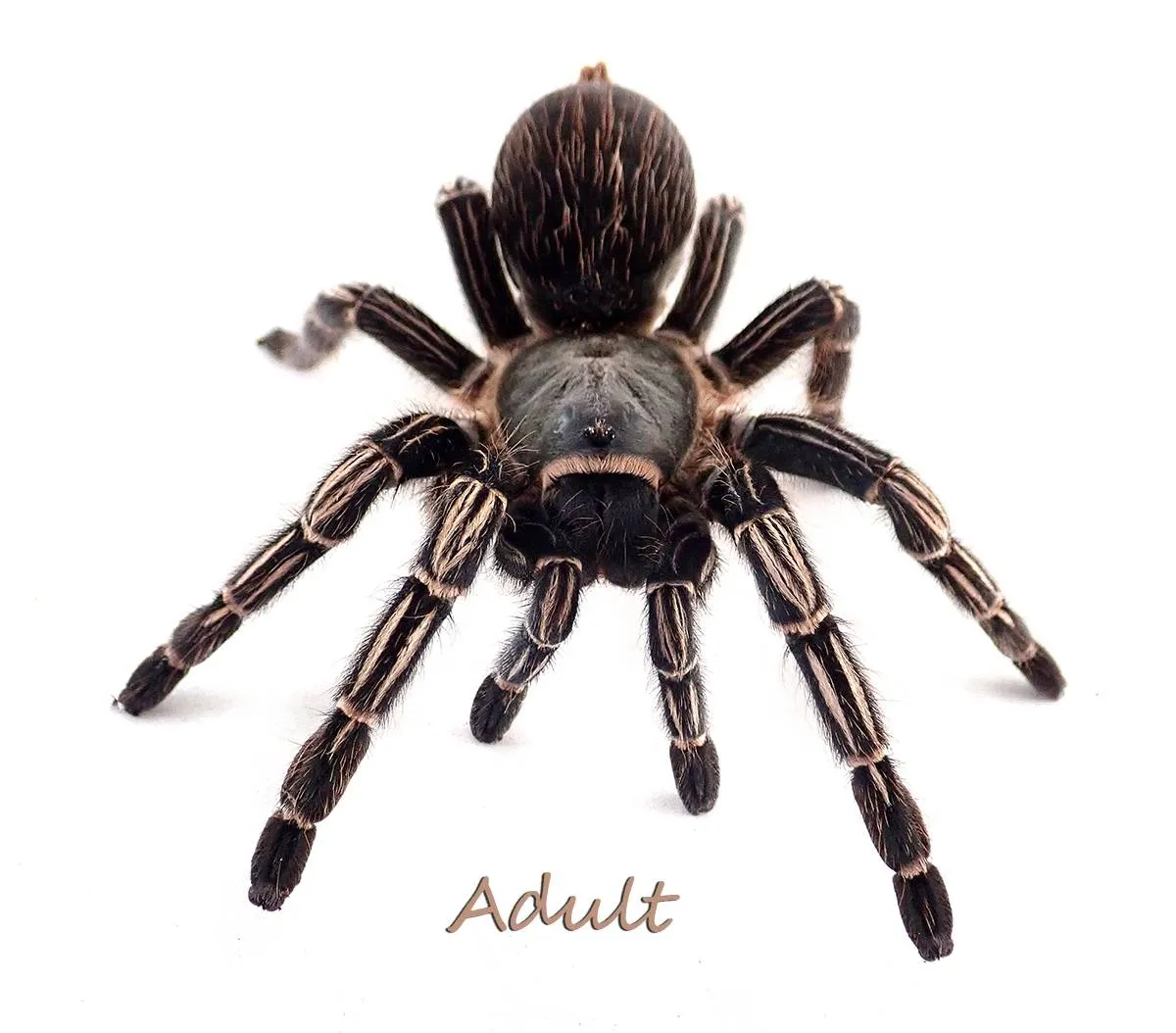 19627 striped knee tarantula handling
