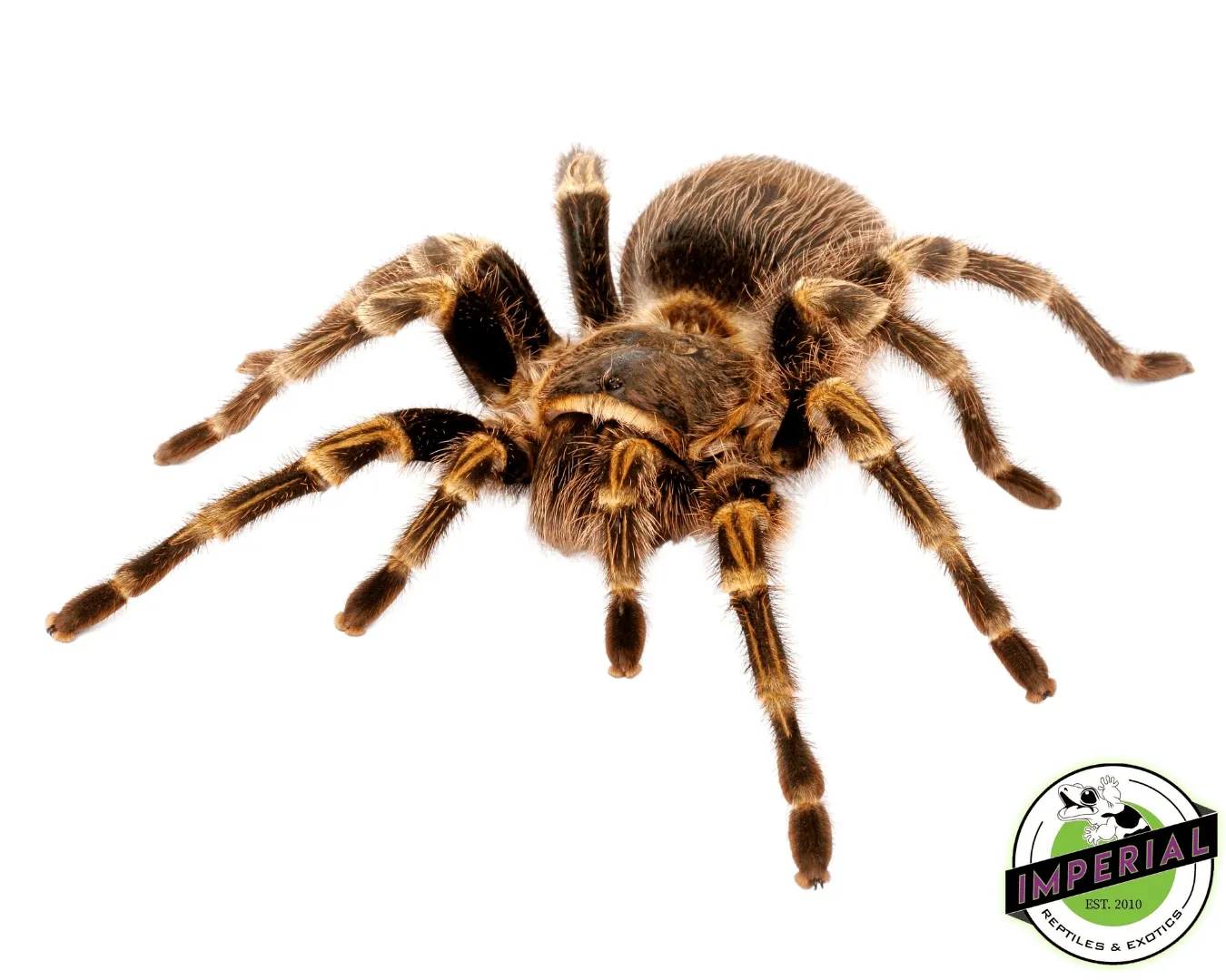 /img/19627-striped-knee-tarantula-health.webp