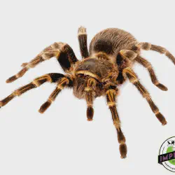 /img/19627-striped-knee-tarantula-health.webp