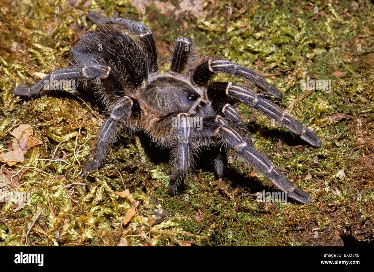 19627 striped knee tarantula overview