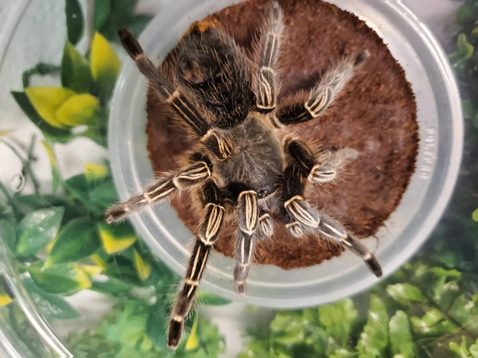 19627 striped knee tarantula temperature