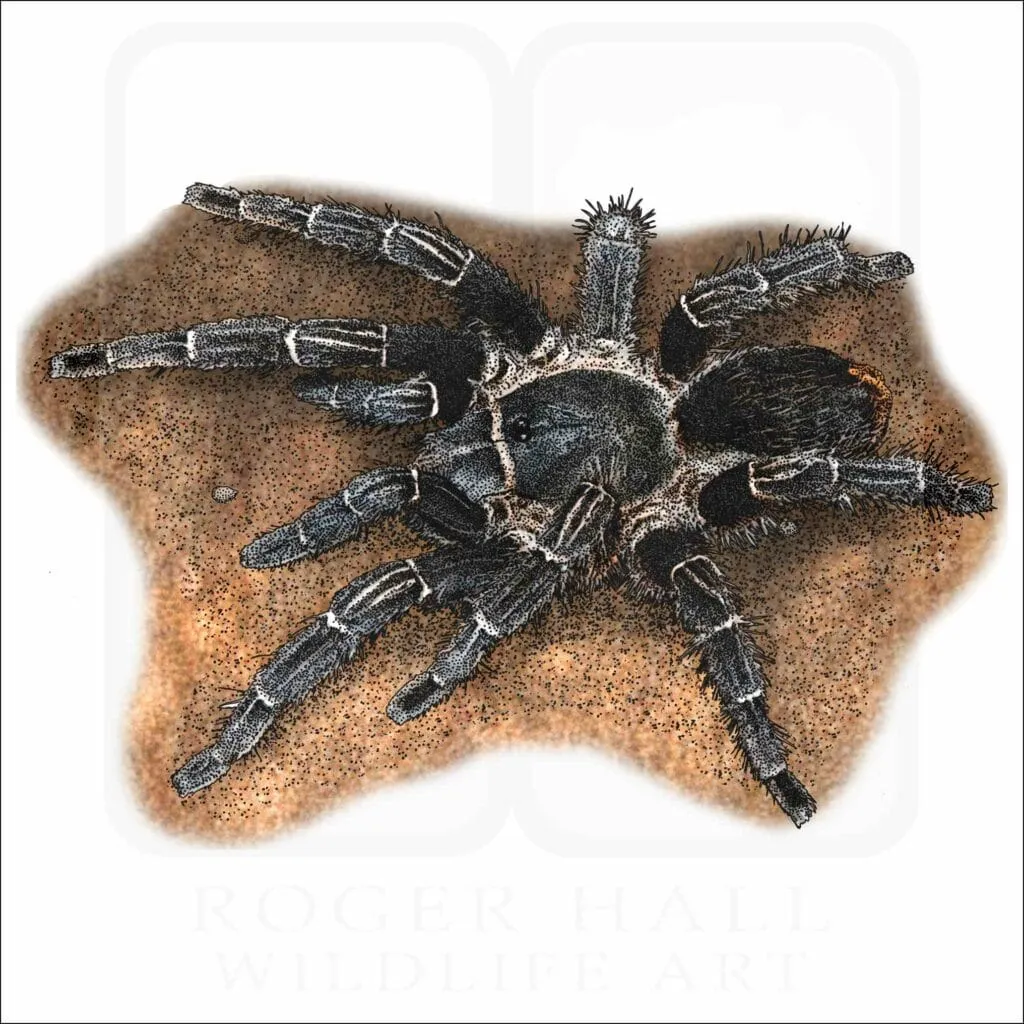 19628 tarantula 4 wheeler inspection